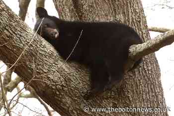 Mother bear and three cubs spotted napping in tree - The Bolton News