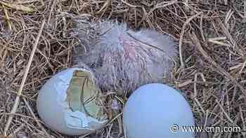 Bald eagle egg hatches in Florida, a second is expected soon