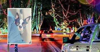 UPDATED: $4000 reward offered for return of Bruno, the adopted dog reported stolen from Jellystone Park - Journal Times