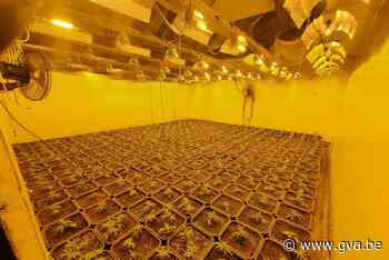 Politie rolt cannabisplantage op in Geel-Bel (Geel) - Gazet van Antwerpen