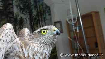MANDURIA - Il Centro Fauna delle Riserve Naturali operativo anche durante il periodo delle festività natalizie - ManduriaOggi