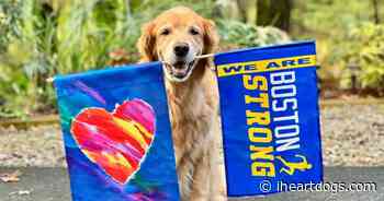 Beloved Boston Marathon Pup Is Diagnosed With Terminal Cancer - iHeartDogs.com