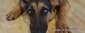 I cani e il capodanno: consigli pratici - Il Cittadino di Monza e Brianza