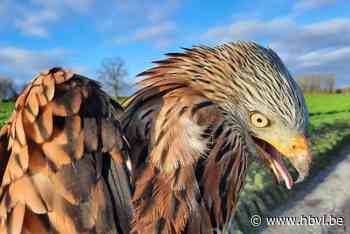 Zeldzame rode wouw vergiftigd in Heers: natuurinspectie start onderzoek - Het Belang van Limburg