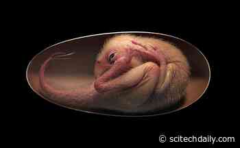 “Baby Yingliang” – Exquisitely Preserved Dinosaur Embryo Discovered Inside Oviraptorosaur Egg