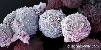 T Cells: No Time To Die – At the Forefront in the Fight Against Viruses, Bacteria, and Malignant Cells