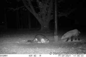 Maine cat missing for 2 months spotted on trail cam with a fox before being reunited with its family - Bangor Daily News