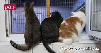 Rollt die Corona-Abgabewelle im Tierheim Heppenheim? - Echo-online