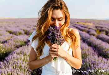 How can a smell transport us to another place? - Earth.com