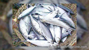 Transport snags, feed shortage hindering food production, gov't aid sought - BusinessWorld Online