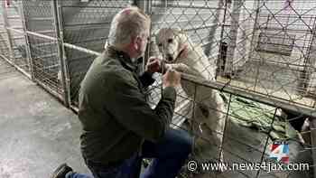 Florida Urgent Rescue helps transport animals in Kentucky tornadoes to shelter in Michigan - WJXT News4JAX