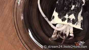 Borghese Il lusso della semplicityà 2021 - Ho incontrato una seppia a Capri - Il Sole 24 ORE