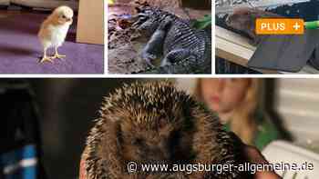 Zehn tierische Nachrichten des Jahres aus dem Landkreis Neu-Ulm - Augsburger Allgemeine
