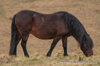 Dartmoor pony dies in Cornwall cliff accident - Your Horse