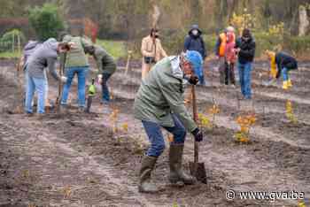 Vrijwilligers Natuurpunt planten bos in Varestraat (Duffel) - Gazet van Antwerpen