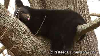 Several black bears found in a tree in Western Branch area of Chesapeake