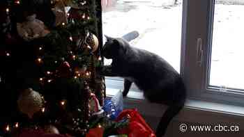My darling cat's obsession with the Christmas tree taught me a thing or two