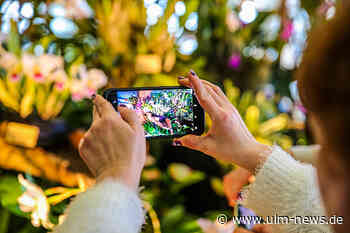Tausende Orchideen bringen den Frühling ins Neu-Ulmer Edwin-Scharff-Haus