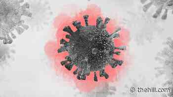 Study suggests coronavirus lingers in organs for months | TheHill - The Hill