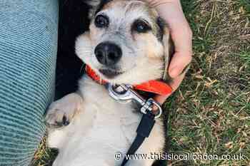 Fragile Plumstead dog with dementia missing for two weeks