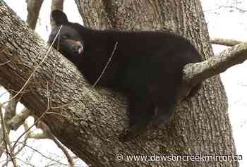 Mama bear, cubs spotted napping in tree in Va. neighborhood - Dawson Creek Mirror