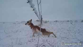 How 560 kilometres of tweaked fences is helping save Alberta's pronghorn