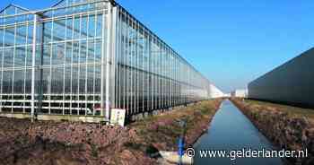Aardbeienteler koopt er 10 hectare bij op Bergerden | Lingewaard | gelderlander.nl - gelderlander.nl