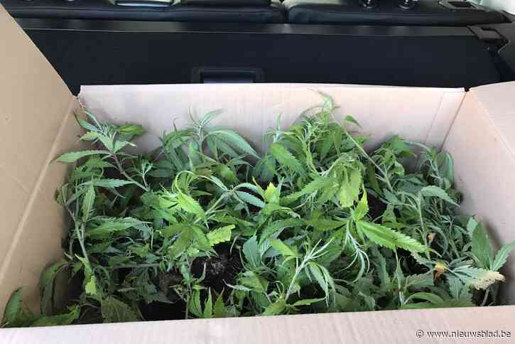 Dertien beklaagden riskeren tot 4 jaar cel na oprollen cannabisplantages: “Niemand van hen maakte één euro winst”