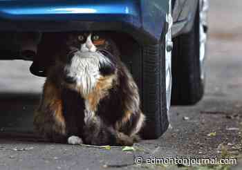 Year in Review: Ed Kaiser remembers a curious cat