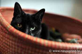 Subsidie voor sterilisatie, castratie en registratie huiskatten: “Wie een leefloon trekt, kan zelfs het volledige bedrag terugkrijgen”