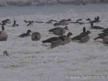 Bei Frost auf den Elbwiesen übernachtet. - Lutherstadt Wittenberg - myheimat.de