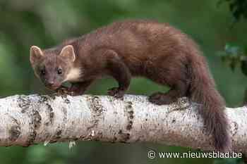 Na otter heeft GroenRand nu boommarter in vizier: “Nieuw symbool, zelfde doel om natuur Antitankgracht te verbinden”