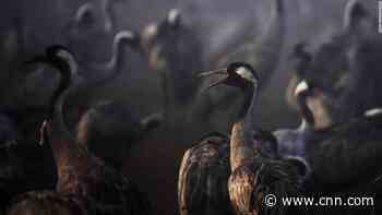 Thousands of cranes killed by bird flu in 'worst blow to wildlife' in Israel's history