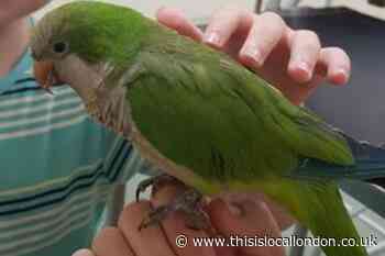 Orpington parrot goes missing as owners make heartbreaking plea