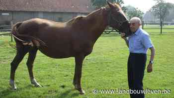 Bij Karel Morthier in Zomergem : een verhaal over paarden en fokkers die in elkaar geloven - Landbouwleven