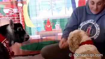 WATCH:  Farm owner tries, fails to get goats into Christmas photo