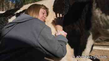 WATCH:  Improving mental health by participating in ‘cow therapy’