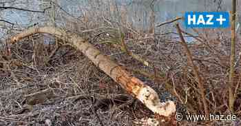 Hemmingen: Zäune schützen Bäume im Strandbad jetzt vor Bibern - Hannoversche Allgemeine