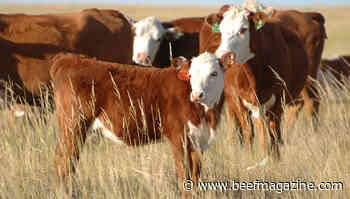 Beef quality bar rising