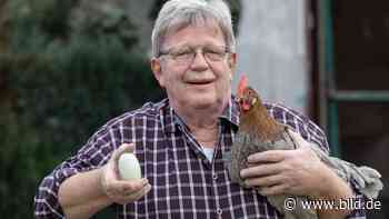 Kaarst: Großes Weihnachtswunder im Hühnerstall – Huhn legt Riesen-Ei - BILD