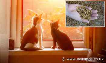 Environmentally minded owners are switching to insect diets for their pets