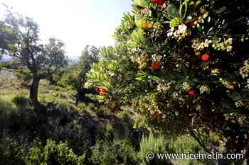 Une étude de valorisation de l'arbousier menée dans la région Paca