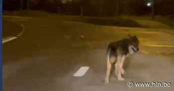 Nieuwe wolf duikt op in Antwerpen, maar “in Vlaanderen plaats voor maximaal vier roedels” - Het Laatste Nieuws