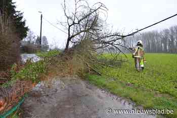 Rukwinden vellen boom