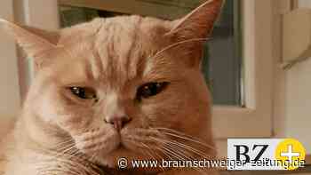 Aus der Peiner Tierklappe aufs Sofa