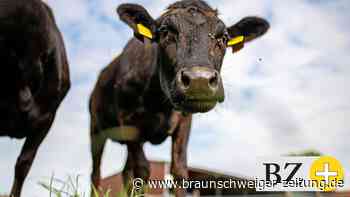 3457 Rinder, 909 Milchkühe und Unfälle im Landkreis Peine