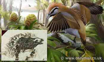 Fossil of bird that lived 120 million years ago had a tongue as long as its head