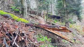 Waldrefugien: Erste Schritte in Simmozheim für die Urwälder von morgen