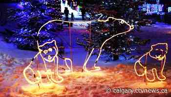 Calgary ZOOLIGHTS to resume Tuesday evening | CTV News - CTV News Calgary