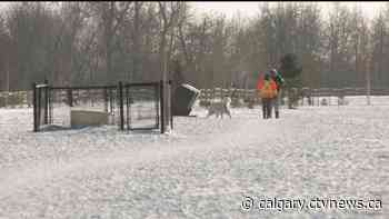 Extreme cold warning issued as mercury plummets in Calgary, even as some brave the frigid temperatures - CTV News Calgary